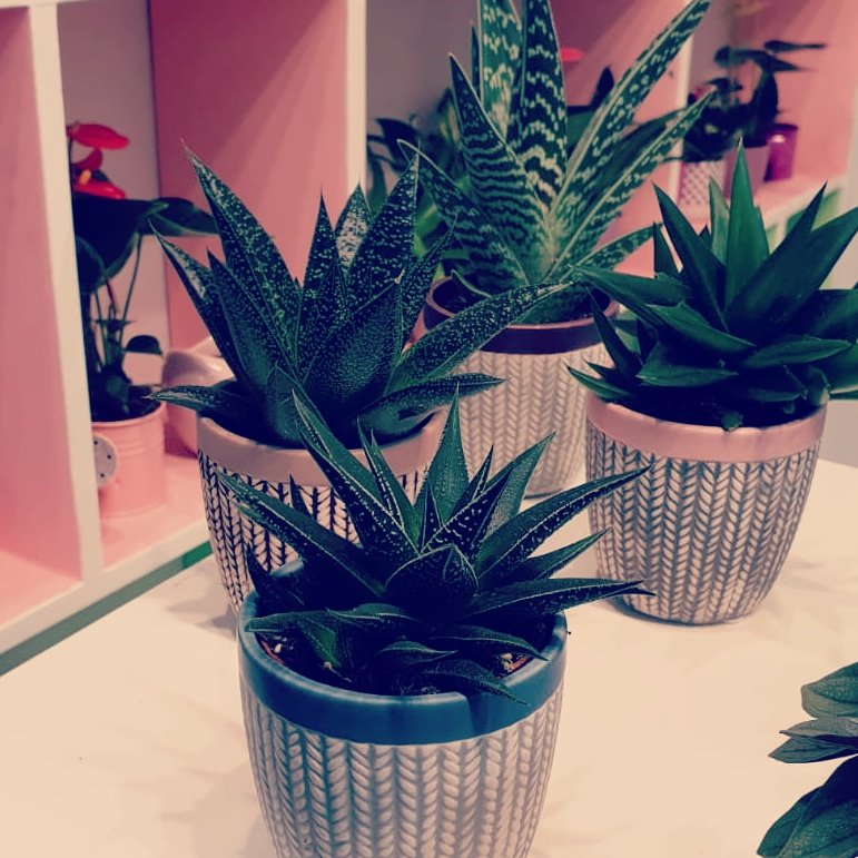 miniplanten's tweet photo. Laat u inspireren door (nieuwe) concepten en mix en match uw eigen mini mix. Morgen 6 en donderdag 7 maart op de Royal FloraHolland Trade Fair in Naaldwijk. #nieuw #hawortia #luxe #topkwaliteit #7cm #miniplant #aloe #succulent #floraholland #fair https://t.co/ZrJhPts0XD