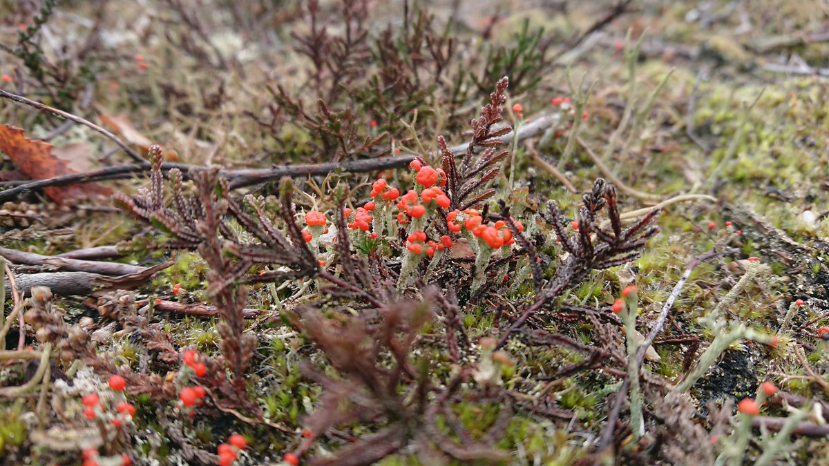 Ranger_sdnpa's tweet image. Cladonia floerkeana, a common lichen on the heaths, loves the bare peaty soil exposed on scrapes. The topsoil is removed to allow new Heather growth, providing great basking spots for inverts and reptiles, as well as the ideal habitat for lichens! #HelpTheHeaths @BLSlichens
