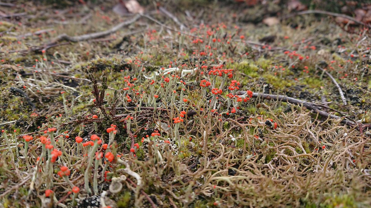 Ranger_sdnpa's tweet image. Cladonia floerkeana, a common lichen on the heaths, loves the bare peaty soil exposed on scrapes. The topsoil is removed to allow new Heather growth, providing great basking spots for inverts and reptiles, as well as the ideal habitat for lichens! #HelpTheHeaths @BLSlichens