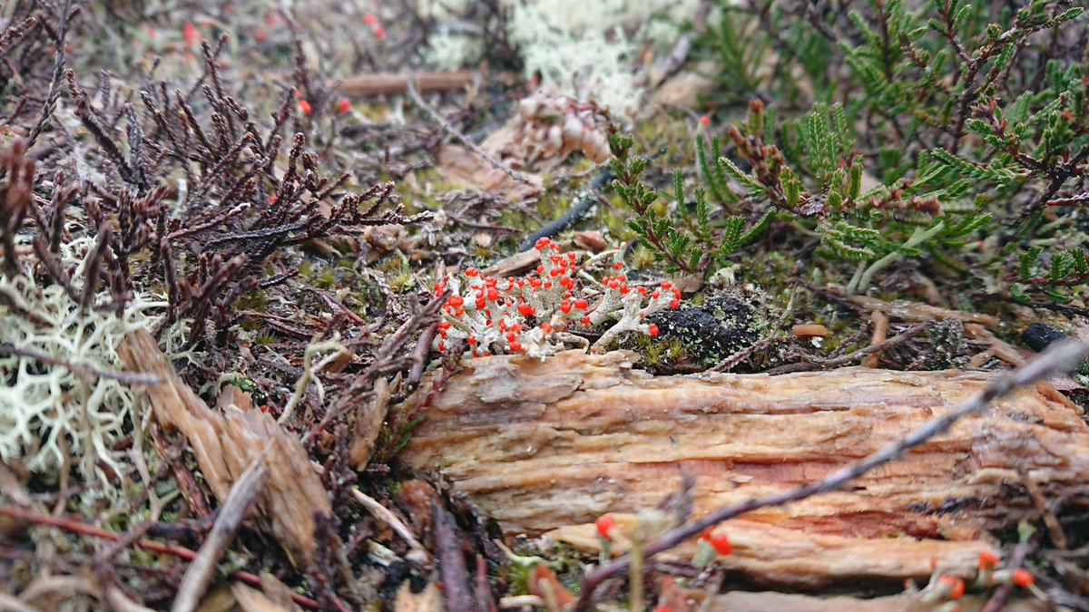 Ranger_sdnpa's tweet image. Cladonia floerkeana, a common lichen on the heaths, loves the bare peaty soil exposed on scrapes. The topsoil is removed to allow new Heather growth, providing great basking spots for inverts and reptiles, as well as the ideal habitat for lichens! #HelpTheHeaths @BLSlichens