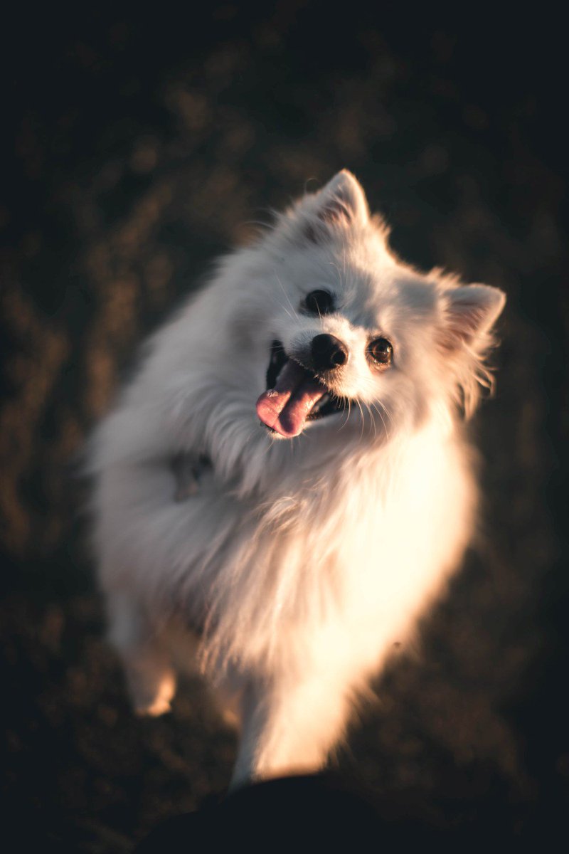 GreenKingLab1's tweet photo. CBD Oil for Fido? Do Your Homework First

#greenkinglab #cbd #cbdoil #hemp #hempoil #health #natural #cbdcream #hempcream #fido 

Read more: https://t.co/CmEhgaBrCm https://t.co/6k6XWxX6Qp