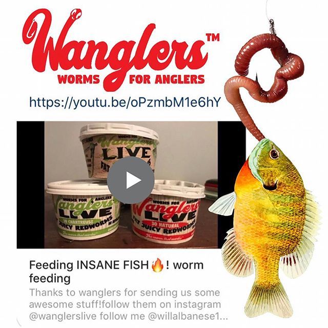 WanglersLive's tweet photo. @willalbanese1 made a cool video with @wanglerslive worms!
Go follow him on you tube
https://t.co/aFKPJBdXo8
•
•
•
#dangleyourwanglers #wanglers #worms #fish #fishing #feedfish #gotworms? #crappie #bluegill #takeakidfishing #youtube https://t.co/laHBBx7KK6 https://t.co/LUZzQxz8ot