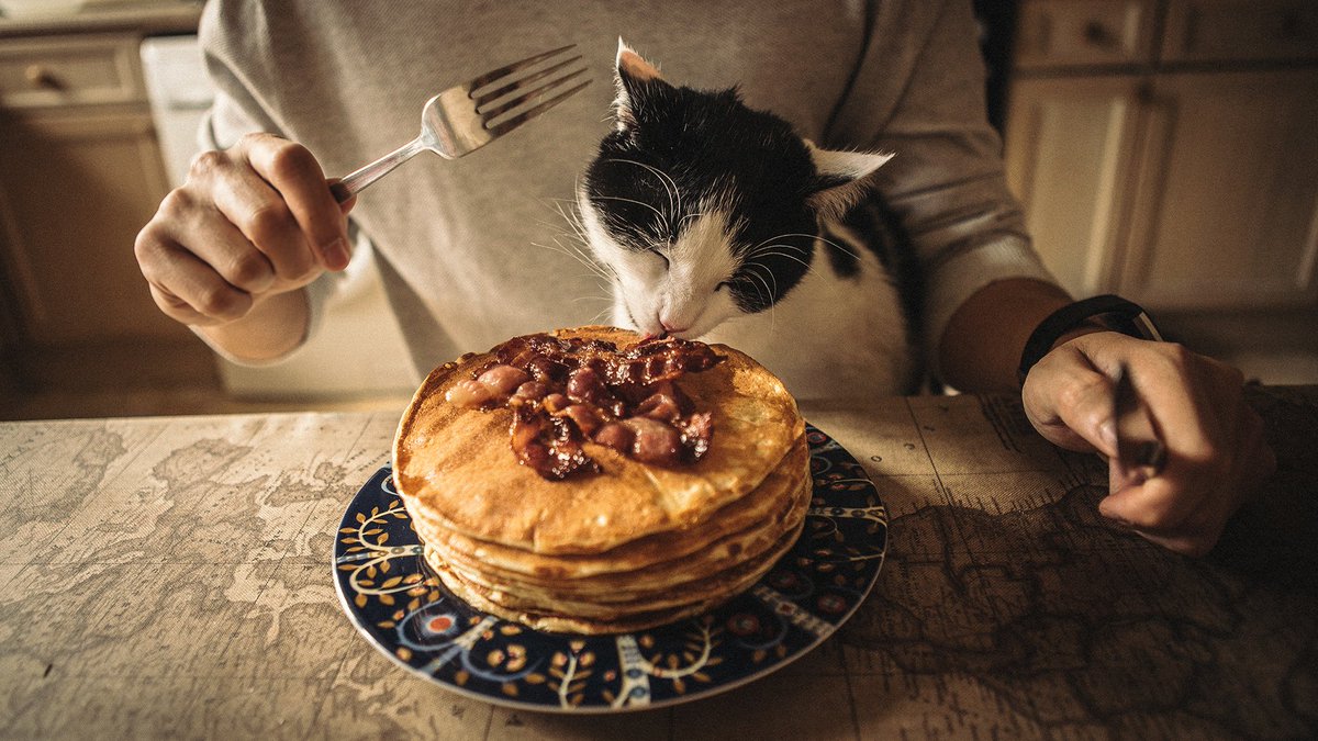 This chonky boi enjoying his day :) Hoping you all get to eat your body weight in pancakes today 