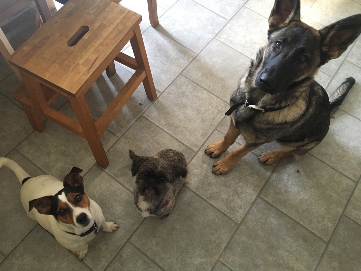 ntanimalbehav's tweet image. Really productive behavioural consult with these 3 amigos this morning! They are doing so well already 😍 #dogbehaviour #forcefreetraining #dogtraining #feelingpositive