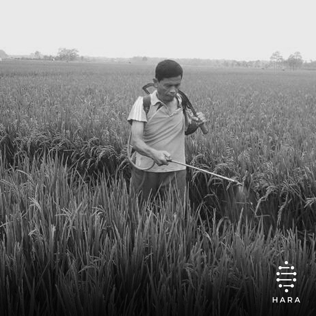 A rice farmer in Bojonegoro, East Java, preparing his land for the harvest season end of this month. Read on how HARA empowers the grassroots level through tech here: bit.ly/2G5Zttg #WeAreHARA #LifeatHARA #MakmurBersamaHARA #KPBerbagiCerita