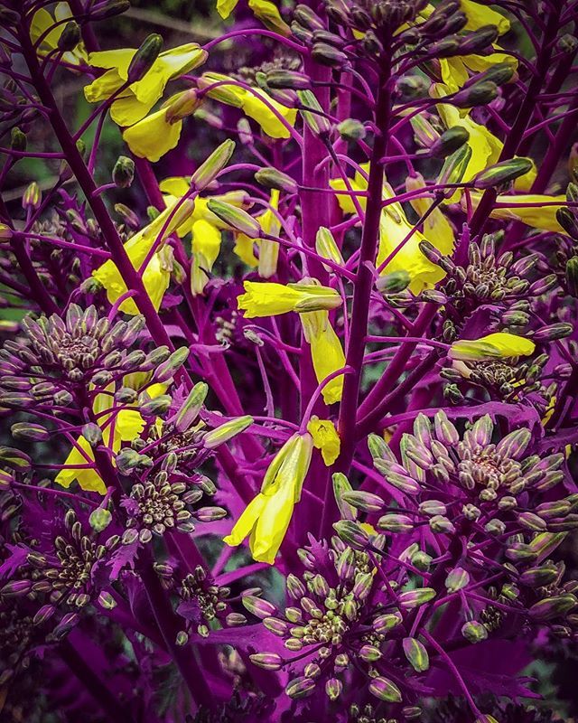 Don’t pull that ornamental cabbage/kale (Brassica oleracea var. acephala) too early. Just look at this smashing color combination! Let them bolt and then yank them....
.
.
.
#Brassica #kale #cabbage #prettyveggies #ornamentalkale #coolseasoncrop #gardenphotography @moorefarm…