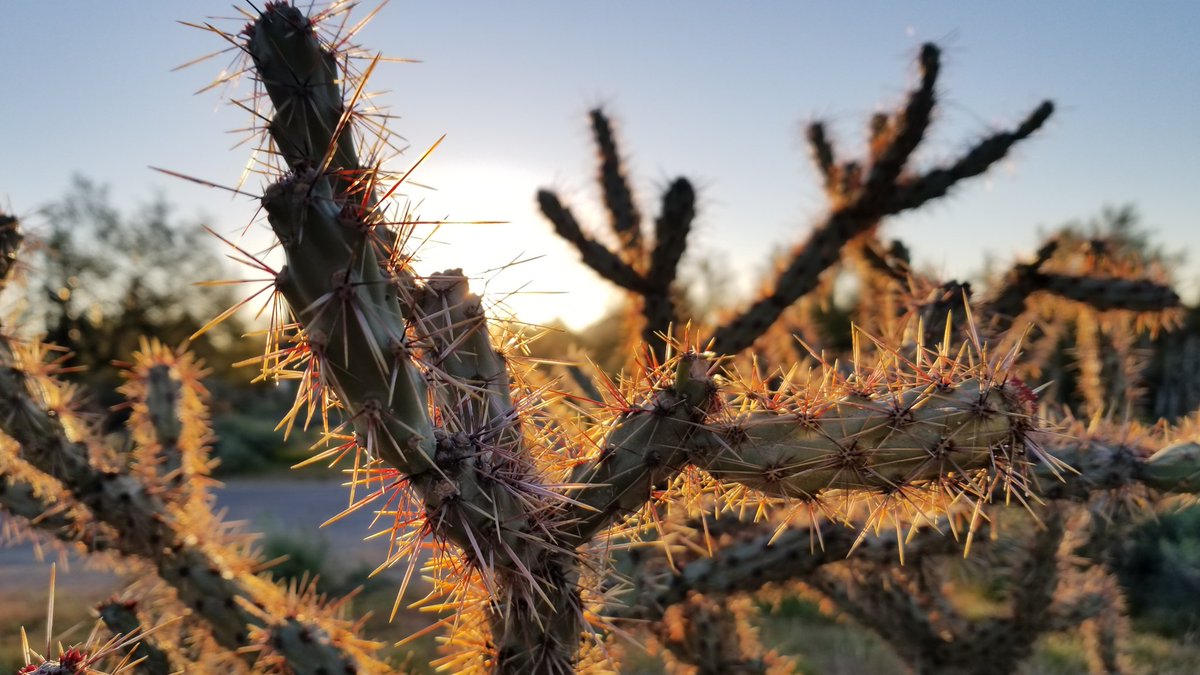 mrobisonfox10's tweet photo. Nobody likes a prick. Be nice to someone today!
π΅
#TuesdayThoughts #cactushumor #AZlife #nofilter https://t.co/NAXvk1AlA2