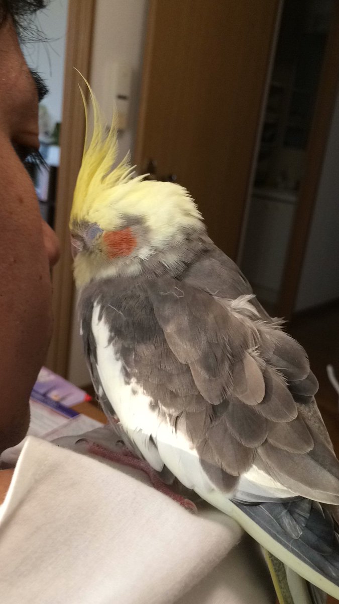 jDeyBngzUMNdj72's tweet photo. 【再掲時】

オカメインコを探しています！
迷子になった日時:2018年11月18日 夕方5時頃

場所:大分県日田市 日田駅裏

名前:めん太郎

性別:男の子

特徴:頭が黄色、羽と体は灰色、尻尾は薄い黄色

鳴き声:甲高いピーッという鳴き声 https://t.co/mtGYne0o9B