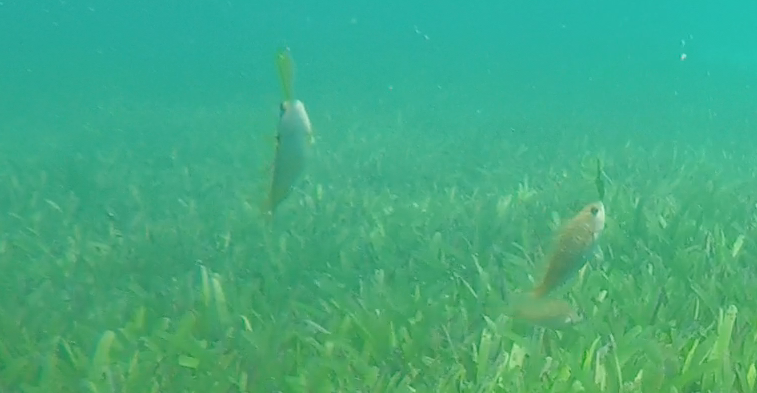 BoardshortsBen's tweet image. Did you know that parrotfish balance seagrass leaves on their noise for fun? No? Me neither 🤷‍♂️ Just another day in the seagrass I guess