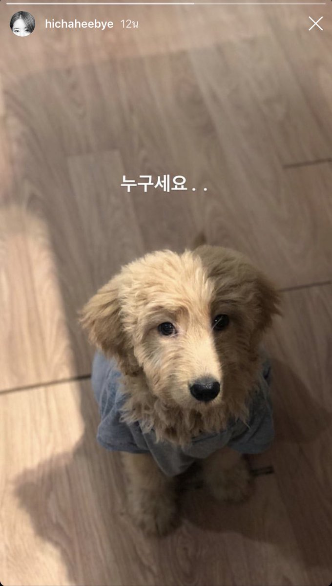 allblackpink205's tweet photo. น้องลงก่อน พี่ลงทีหลัง วันเดียวกัน.  คืออะไร ไม่ใช่แค่ครั้งแรก.  คู่นี้ ครั้งที่3. พี่ชาฮี จะล้มเรือนี้ตลอดดดดดดดด แงงงงง #lichahee #lischahee  #lisachahee https://t.co/fUjsWZj6Ue