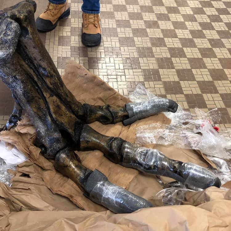 royalsaskmuseum's tweet image. Bing-bong! A T. rex foot arrived in the mail. Only 11 more weeks to go. #Massive2019 #exploresask #seeyqr