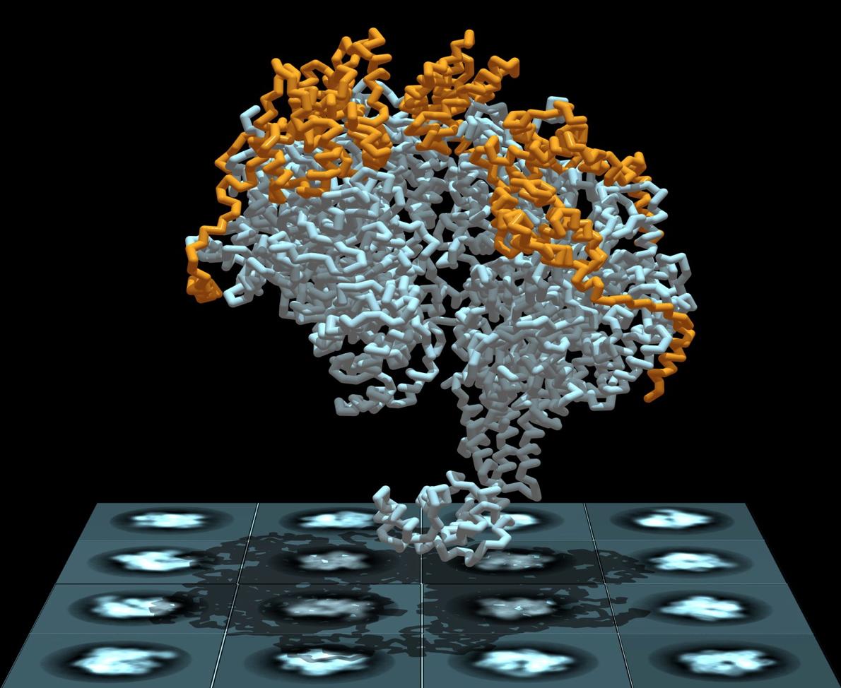 JillianDChase's tweet photo. a nice writeup from @CUNY about some of our work in the @DJx1001 lab at #CCNY! #DNAReplication #helicase #CryoEM a special thanks to our funders @nsf and @NSF_BIO and to @eLife for allowing us to get this work out into the science sphere!

https://t.co/vR3jWv6bCl https://t.co/xHeRnH3oxF