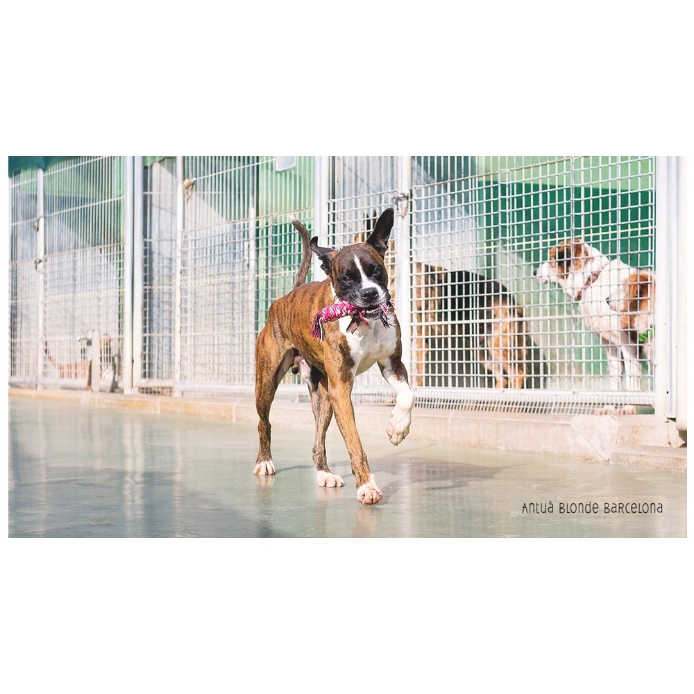 protemataro's tweet photo. Heu de conèixer al preciós Brutus... Un bòxer de 4 anys que no pot ser més bo.... #sosboxer #adopta #nopucsermesbo #etnecessito #sereelteumilloramic https://t.co/v77upLhbkB
