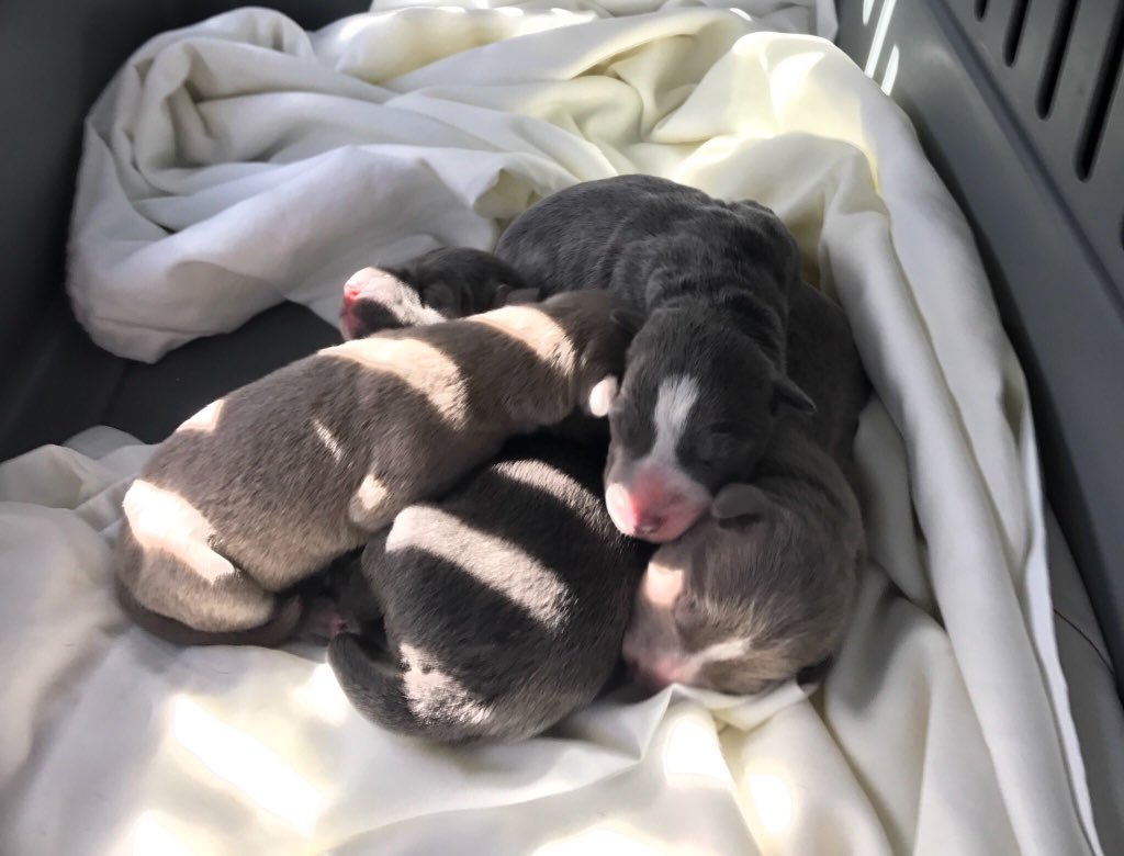 Thank you <a href="/VegasNews/">VegasNews.com</a> for spotlighting <a href="/NevadaSPCA/">Nevada SPCA</a> helping out @nyecounty free up kennels!  vegasnews.com/183128/nevada-… #HelpNotHate