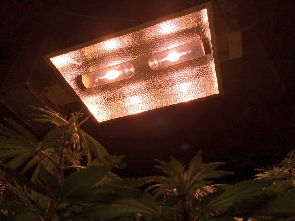 Green Test tweet media