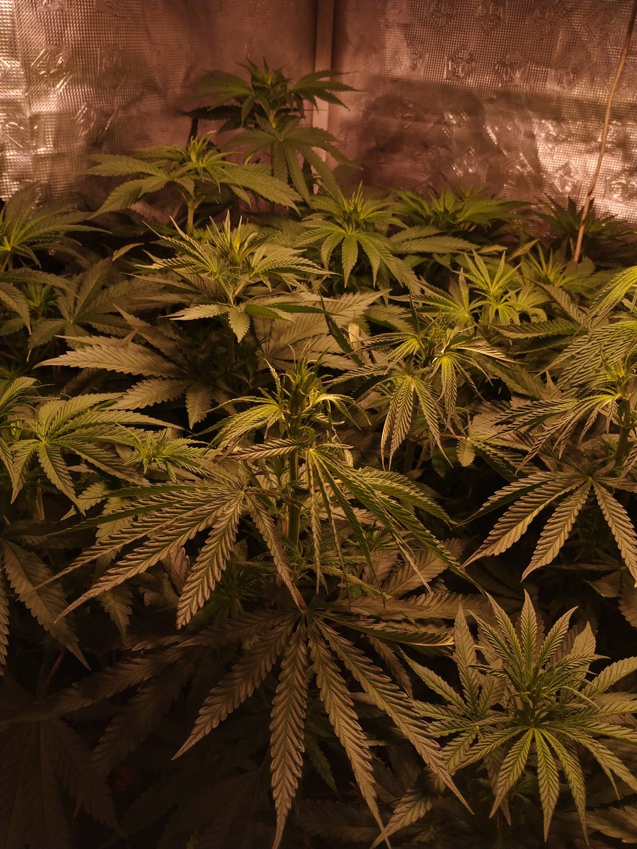 Green Test tweet media