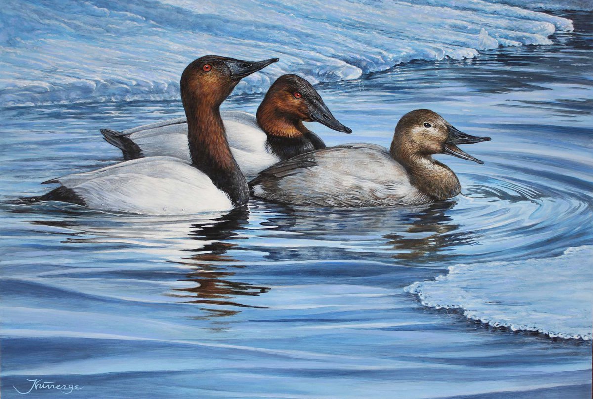 OutdoorCanada's tweet photo. Quebec artist Claude Thivierge's painting of #canvasbacks has been chosen to grace the 2019 @WildlifeHCanada #Conservation Stamp, the 35th in the series:
https://t.co/JRFgwatb9m

#DuckStamp #waterfowl #waterfowling #waterfowler #duckhunting #duckhunter #huntingisconservation https://t.co/INLc1OcxXj