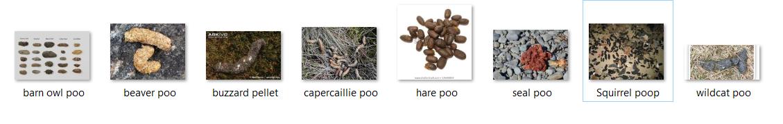 WildGreyMe's tweet photo. A folder on my desktop right now is just full of photos of animal poo #create #science #poop #myjob #myjobby https://t.co/NBADc8YQef