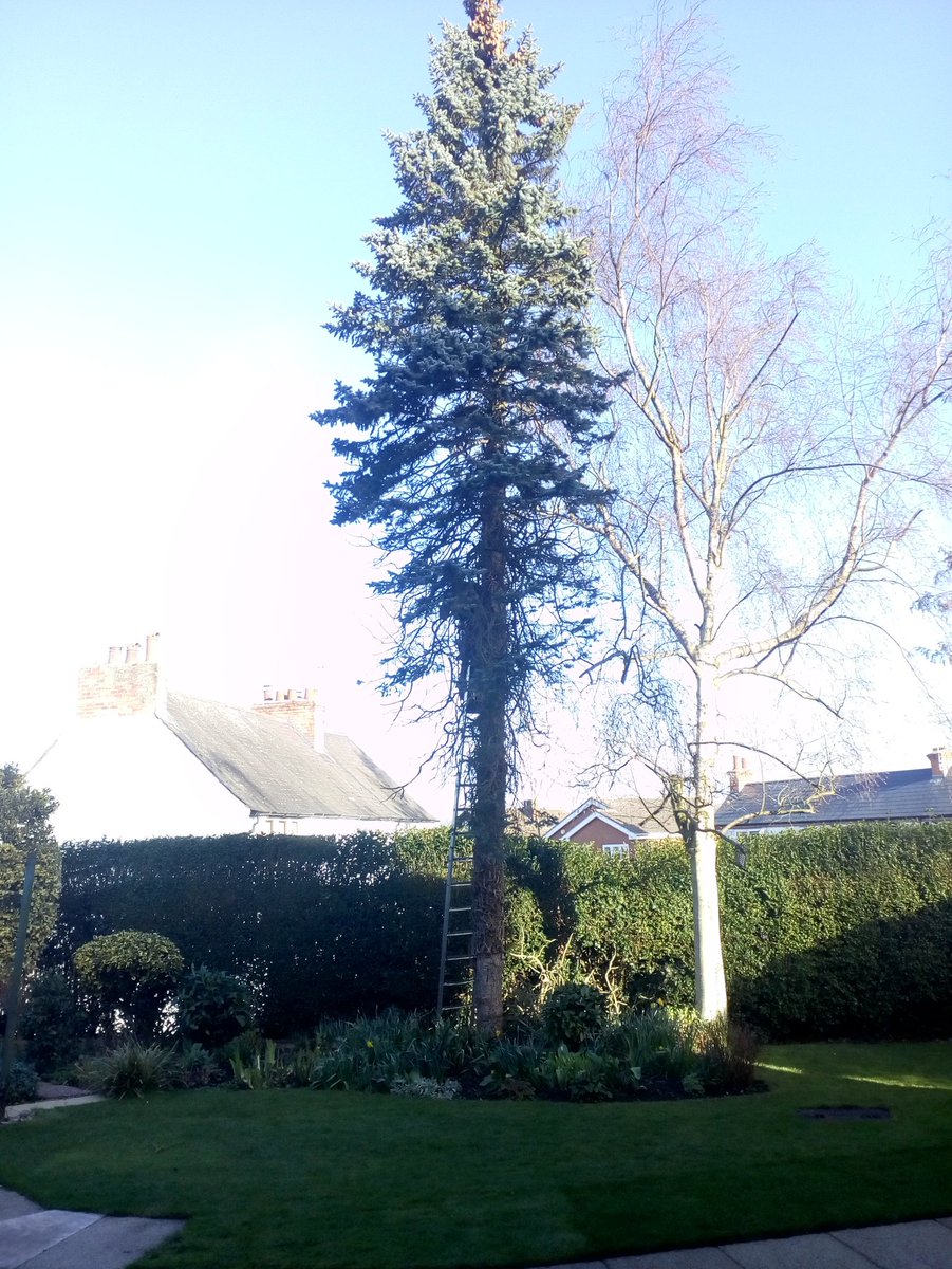 Tidy_Trees's tweet photo. Tree work today in #Woodthorpe for a new customer. #Nottingham #TidyTrees #NottinghamTreeSurgeon https://t.co/8IgT9bQTkP