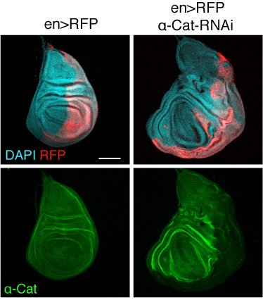 We posted our first paper on bioRXiv: "Role of α-Catenin and its mechanosensing properties in the regulation of Hippo/YAP-dependent tissue growth".
Take a look. 
biorxiv.org/content/10.110…