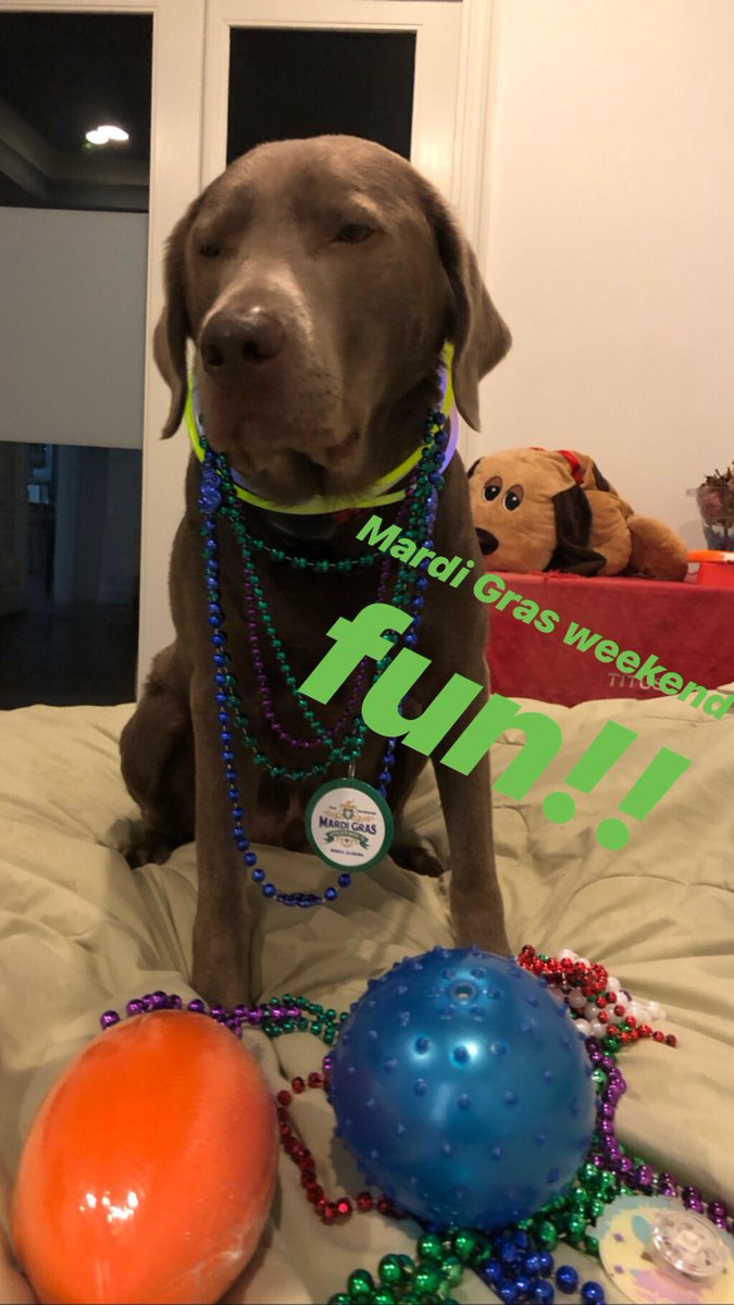 LabTitus's tweet image. Laissez le bon temp rouler!!! Happy Fat Tuesday! Enjoy! Have fun!! #mobilemardigras #silverlabsofinstagram #silverlablove #silverlabsquad #silverlablife #mardigras2019⁠ ⁠ instagram.com/titus_tice/p/B…