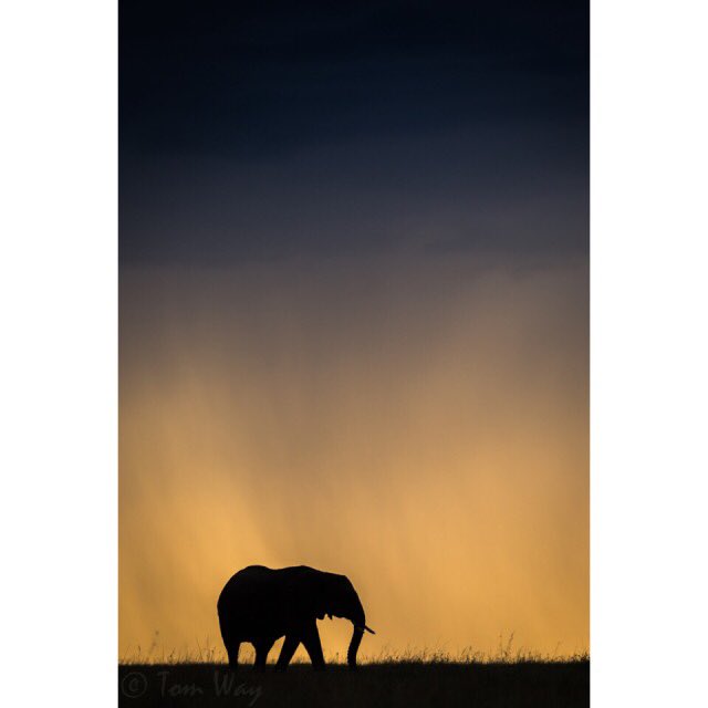 Tom Way Photography tweet media