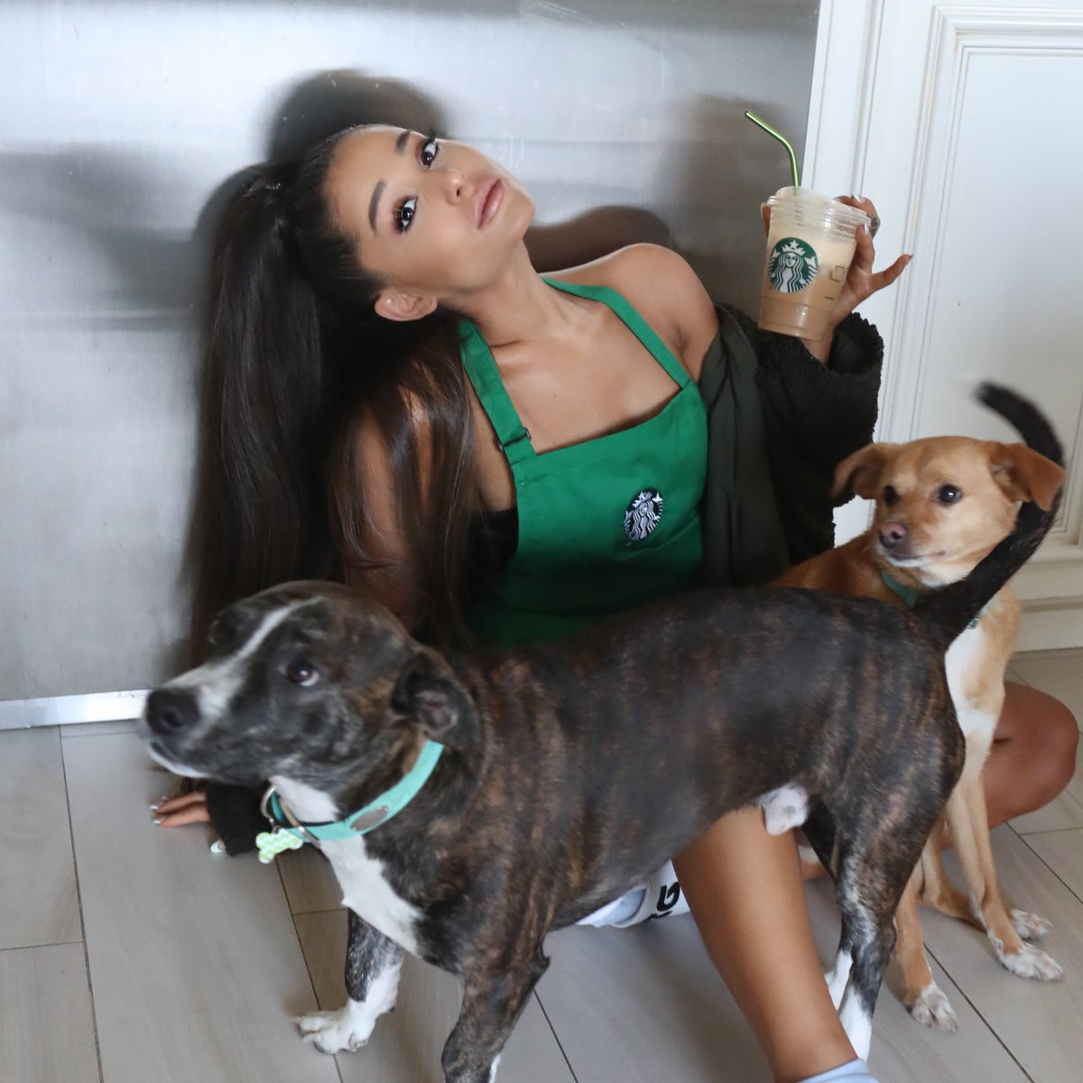 Kim Bhasin on X: Yes, I know, Starbucks. But more importantly Ariana  Grande's pups have these $250 leather collars from Tiffany.    / X