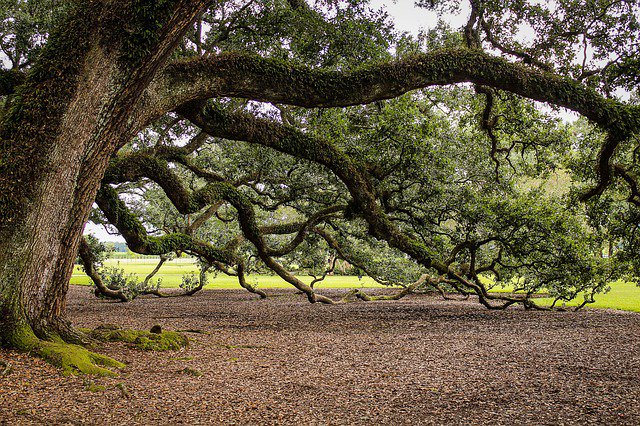 PBHardwoods's tweet photo. Here at PB Hardwoods we want to minimise our effect on the environment. To support this we are proud members are The FSC® and The PEFC™! 

https://t.co/F3aBxsl1Ck #Oak #Timber #Oak #Sustainability #SustainableTimber #Hardwoods https://t.co/DbPxjSIesM