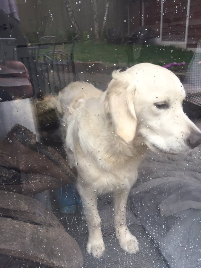 Trucleanplus's tweet photo. Everytime I clean this property this beauty greets me at the window can’t wait for the day I finally get to meet him 😃 https://t.co/Ds91U5yb3k