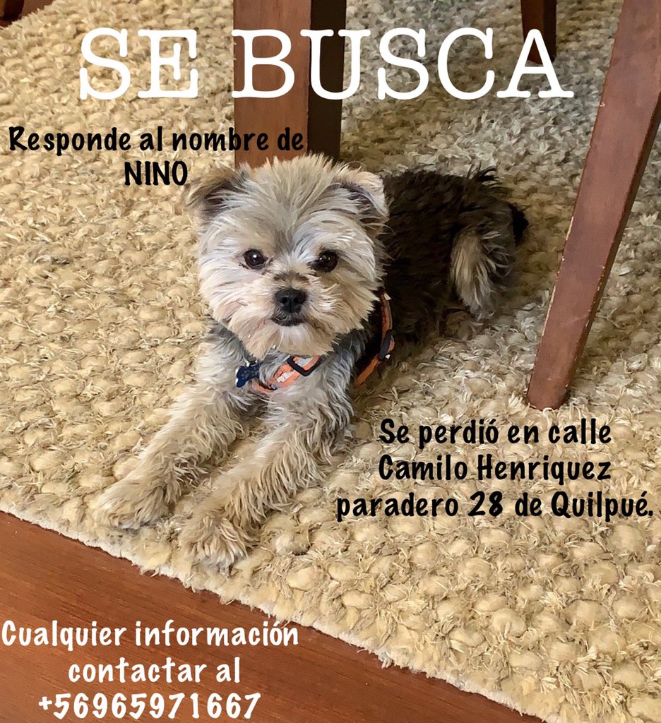Nanipoc's tweet photo. Se agradece cualquier información 🙏🏻 Su nombre es Nino, es muy pequeño y simpático, se arrancó sin su collar por calle Camilo Henriquez, desde calle Miraflores, paradero 28 #quilpué #quilpue #quilpuechile #perrosperdidoschile @quilpueciudad @pontewapacl @Quilpue_Noticia https://t.co/C6vSVjGAwb