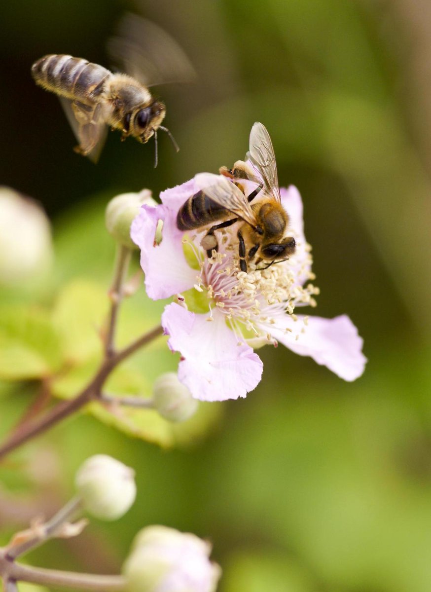 To produce a kilogram of honey, bees fly the equivalent of three times around the world in air miles.