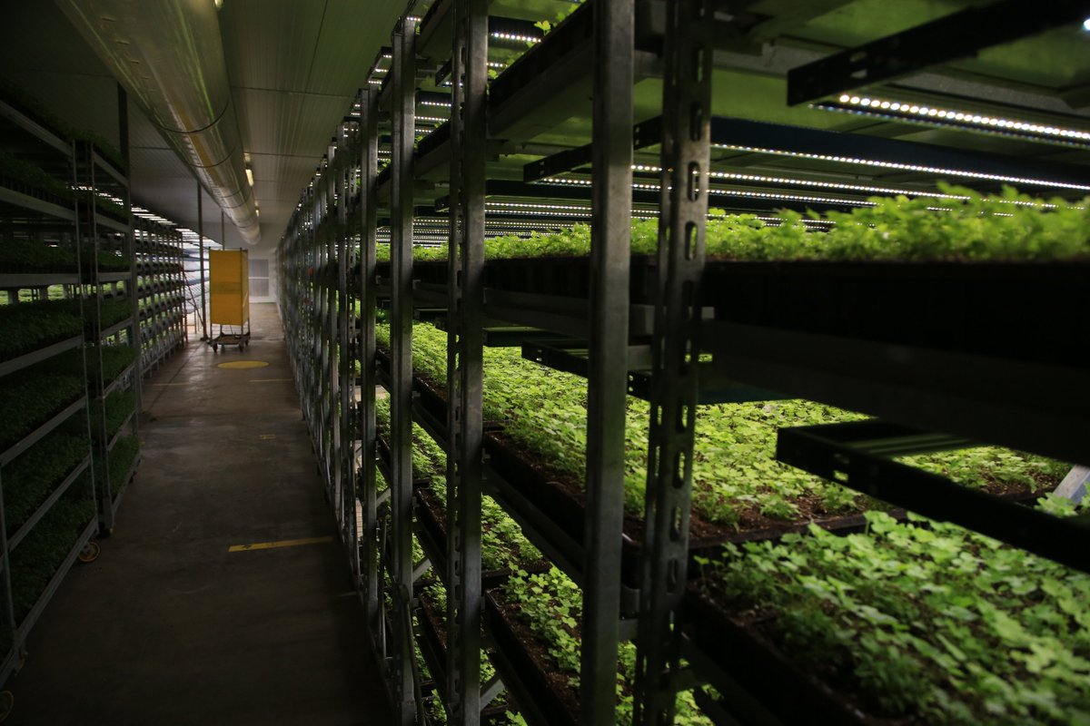 SoliOrganicUS's tweet photo. A little #GrowHow from That’s Tasty & Shenandoah Growers: more plants can be grown, more #sustainably & more consistently, using #VerticalFarming. https://t.co/axFPyp5ZHk
