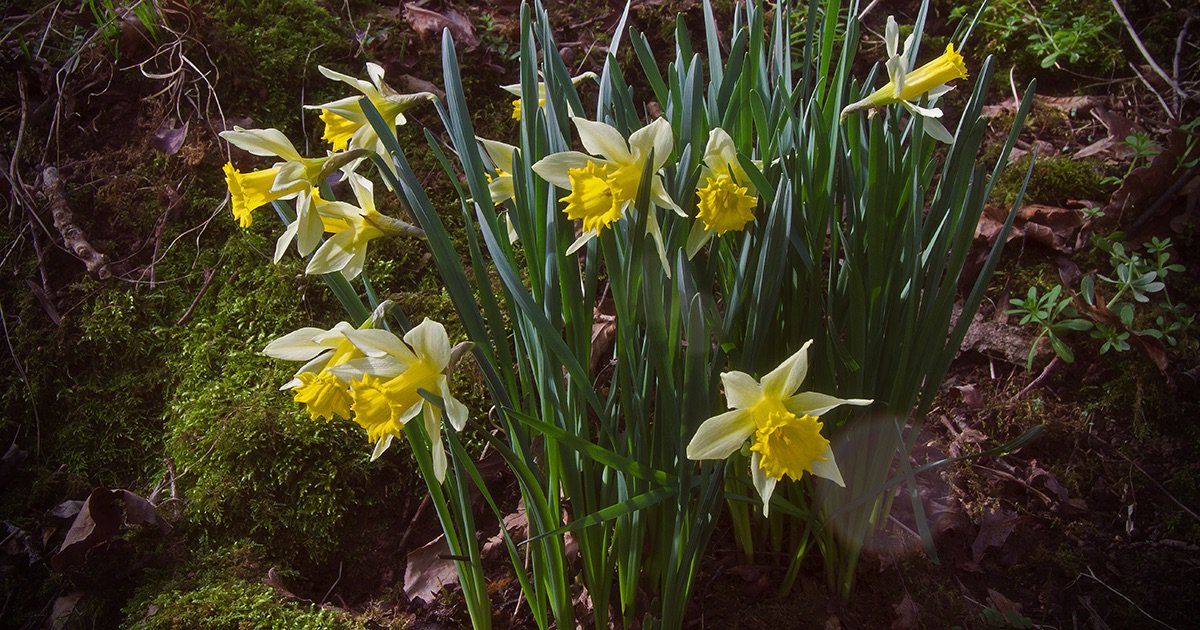 Always a joy to see the wild daffodils in the copse @ TRAC - Tom Roberts Adventure Centre, it seems to signify the end of winter and the start of our season although we have been very busy recently.#newent #forestofdean   #tracnewent #activitycentrecamp