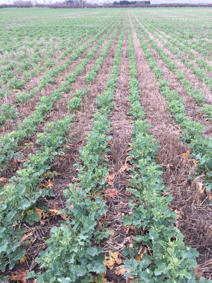 NorrisCarol4's tweet photo. InV1035 looking strong at our site in Humberside today @AgriiUK @AgriiEast https://t.co/k9aPsDbu7C