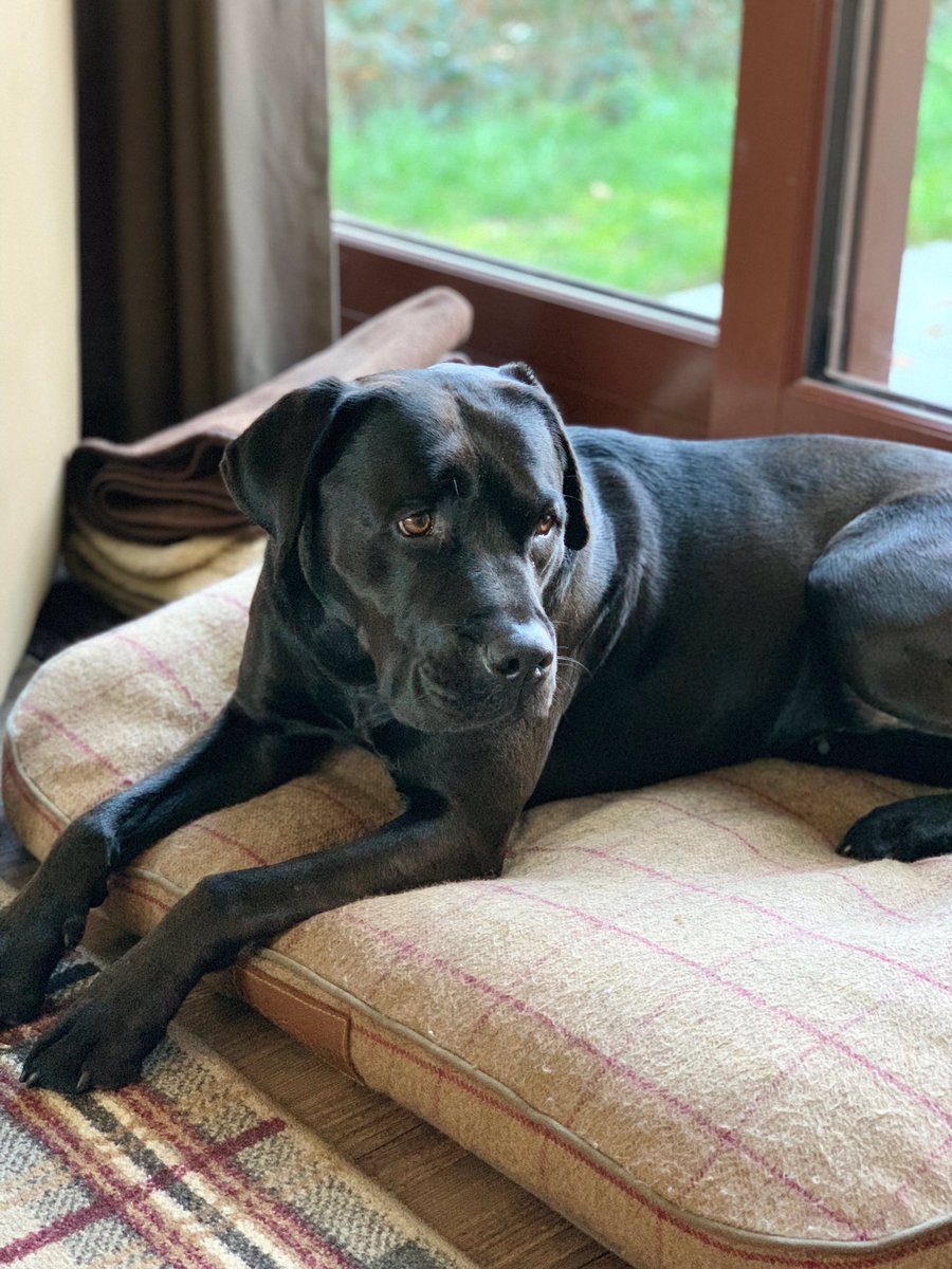 Lily made herself feel right at home in our Parc Lodge, we did take her bed with us, so she could get extra comfy... .
<a href="/IvyandDuke/">Ivy & Duke</a> <a href="/CenterParcsUK/">Total10</a> #dogsoftwitter #DogFriendly #LilyDog