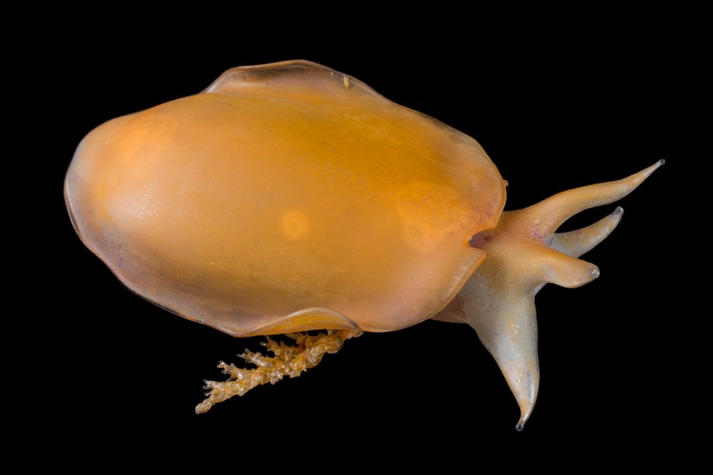DrewHarvell's tweet photo. #Blaschkamatch from Big Island Hawaii #Tidepool. Thanks to @theRedShrimp for verifying ID of this cool Notaspidean #mollusc as Berthellina delicata (in glass and alive).  #CORALS2019 @CornellCALS seeing  #InvertebrateBiodiversity from flatworms to echinoderms. #SeaofGlass https://t.co/UkbnmGkg8p