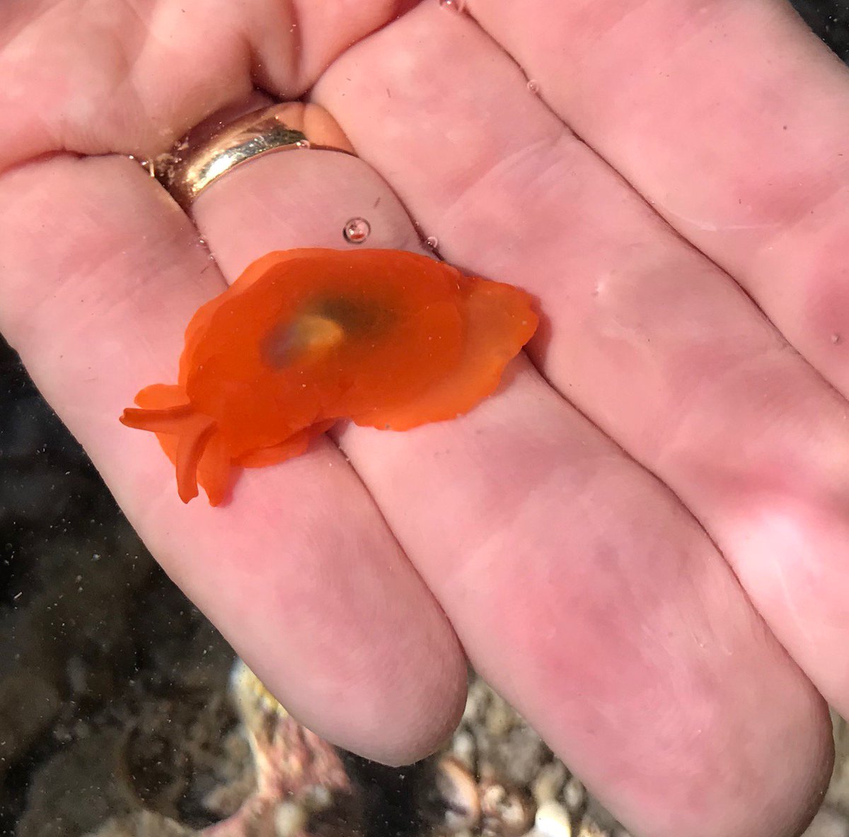 DrewHarvell's tweet photo. #Blaschkamatch from Big Island Hawaii #Tidepool. Thanks to @theRedShrimp for verifying ID of this cool Notaspidean #mollusc as Berthellina delicata (in glass and alive).  #CORALS2019 @CornellCALS seeing  #InvertebrateBiodiversity from flatworms to echinoderms. #SeaofGlass https://t.co/UkbnmGkg8p