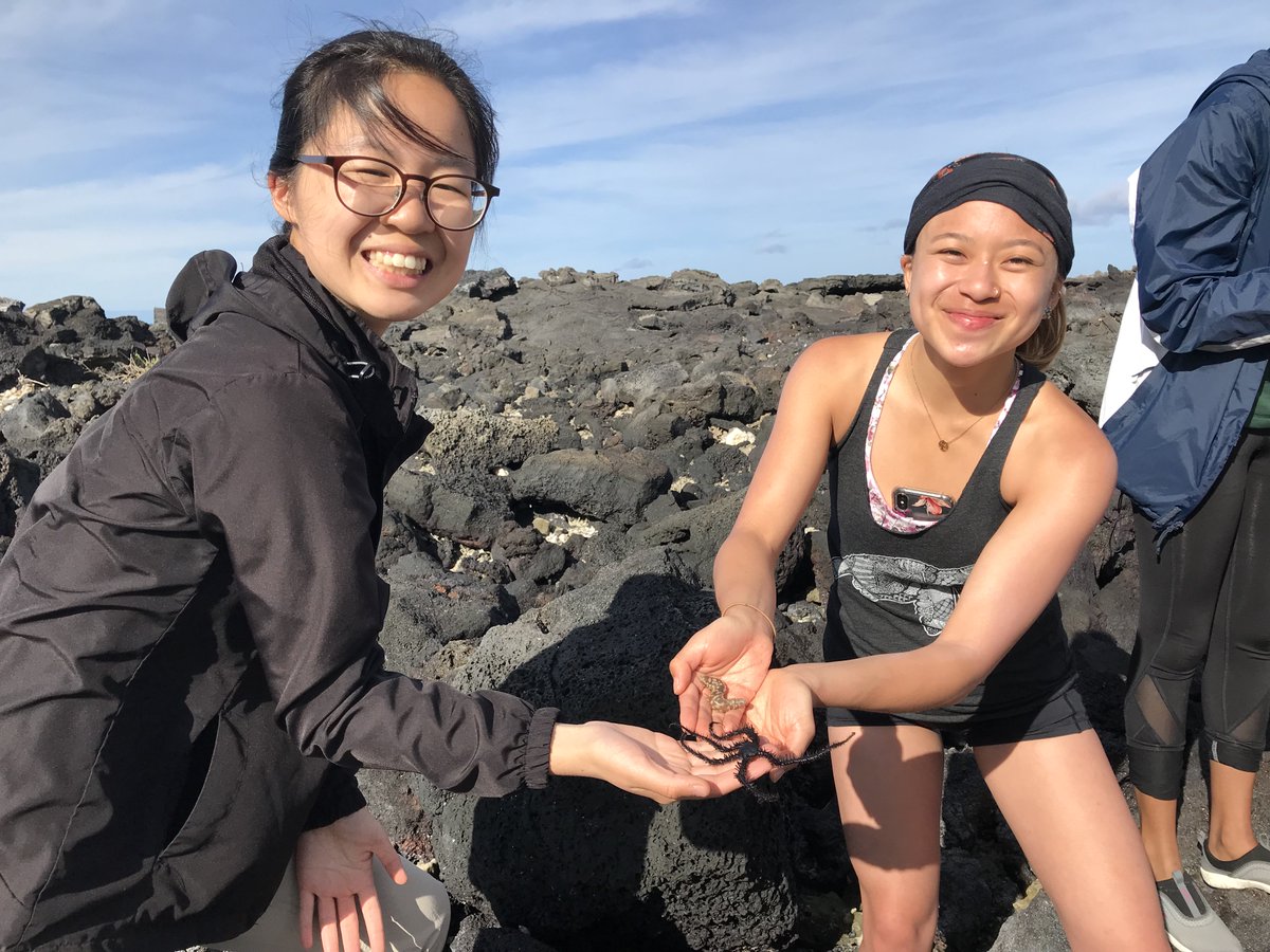 DrewHarvell's tweet photo. #Blaschkamatch from Big Island Hawaii #Tidepool. Thanks to @theRedShrimp for verifying ID of this cool Notaspidean #mollusc as Berthellina delicata (in glass and alive).  #CORALS2019 @CornellCALS seeing  #InvertebrateBiodiversity from flatworms to echinoderms. #SeaofGlass https://t.co/UkbnmGkg8p