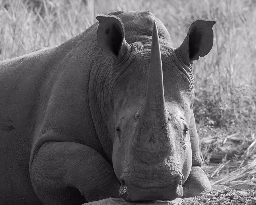 Found this one chilling out at Welgevonden Game Reserve. 🦏 

#rhino #safari #southafrica #welgevondengamereserve