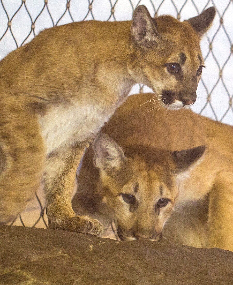 ComoFriends's tweet photo. We are so excited for you to meet Ruby and Jasper!

Two recently orphaned puma (also known as mountain lion and cougar) cubs are now playing, bonding, and calling @ComoZoo home.  https://t.co/mVXXHiHKs5 https://t.co/3b4711bPWc