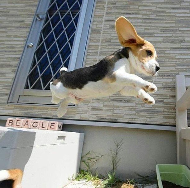 roverdotcom_es's tweet photo. ¡Superbeagle! 🏄
.
.
📸 de @dogloverstribe
.
.
.
#superbeagle #beagle #perrosbeagle #perros #perrito #perrosdeinstagram #dogs #dogsofig #dogsofinstagram #perrosfelices #amordeperros https://t.co/IKeDU2DDZN https://t.co/49HYcGQRi4