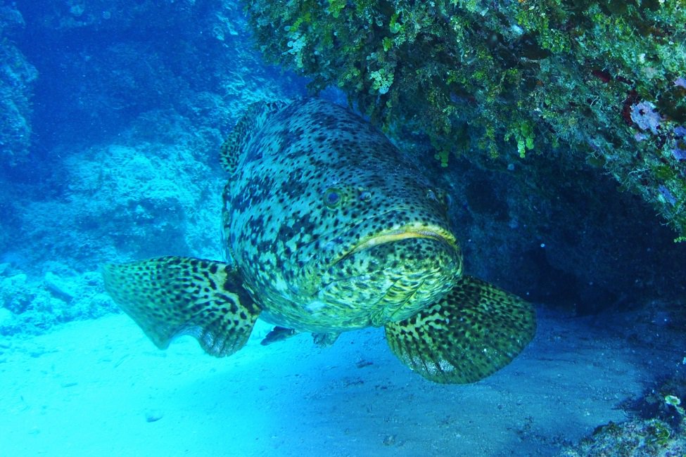 FL_ExpertNet's tweet image. .@FloridaAtlantic researchers are developing an undersea surveillance and monitoring technology with the help of the goliath grouper: ow.ly/STUy30nVMIn #ThinkFlorida