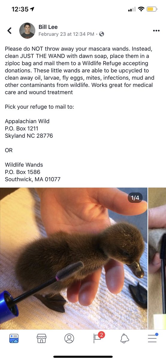VLo_14's tweet photo. #wildlifewands #dawn #ducks #bostonnews #southwick #mascara #makeup #wildlife #resuable @ARCgov https://t.co/kxappu1oRY