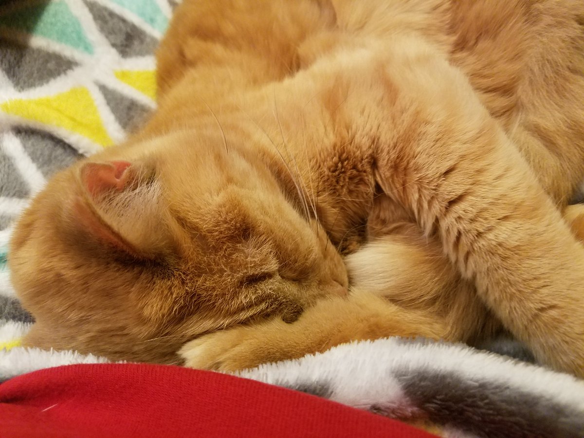 CourtLWoodruff's tweet photo. @veschwab Not a gif but a sleepy kitty is what I've got to offer!💜 https://t.co/t0XFYMfIuW