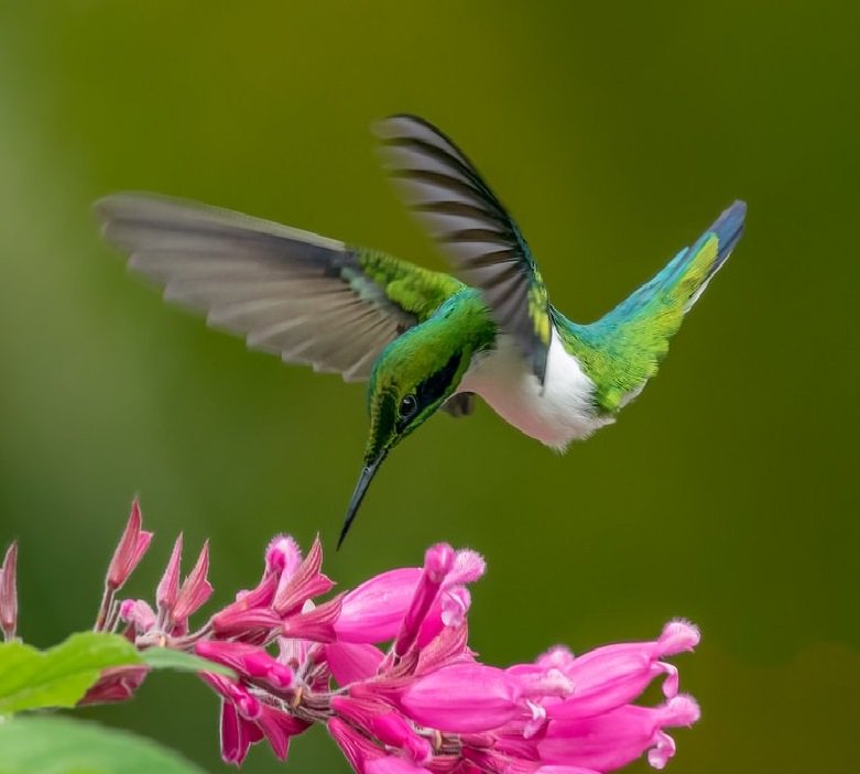 World birds on Twitter: "?9⃣6⃣?Black-eared Fairy (Heliothryx auritus) #painting #art https://t.co/1XL9EcgCmR" / Twitter