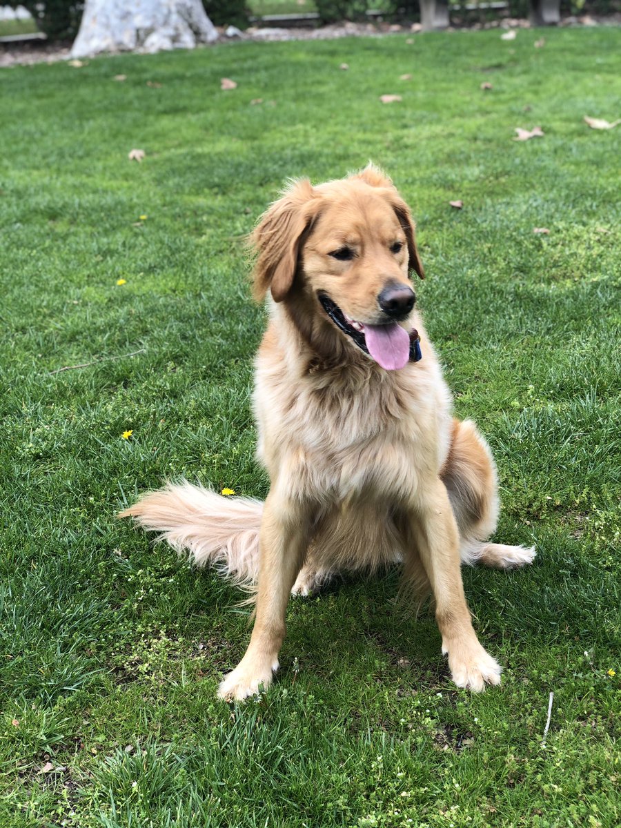 krupali's tweet photo. My dog is running for President - you think he has a chance? #dogsforpresident https://t.co/rKxYd0Wncj