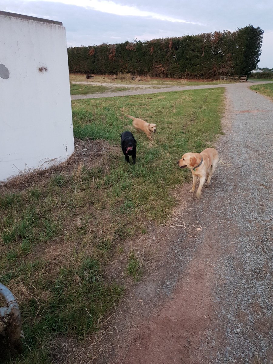 dairymanNZ's tweet photo. I must have been a very bad person in a previous life 🙄 #sparedog https://t.co/KrCwUfK7Tf