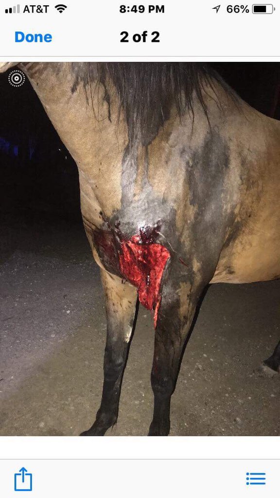 juliebutera's tweet photo. Sometimes it takes getting your ass kicked or seeing someone’s ass get kicked that didn’t deserve it , to start fighting back. #HumanRights #humanerights #humanela #stopabuse #louisiana #nola #neworleans #lagov #ethics #morals #standards #noabuse #animals #wildlife #southerngirl https://t.co/PWVS7r9VdC