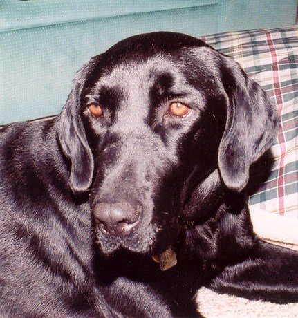 CourteousDogs's tweet image. Thunderphobia in Dogs courteouscanine.com/thunderphobia-…