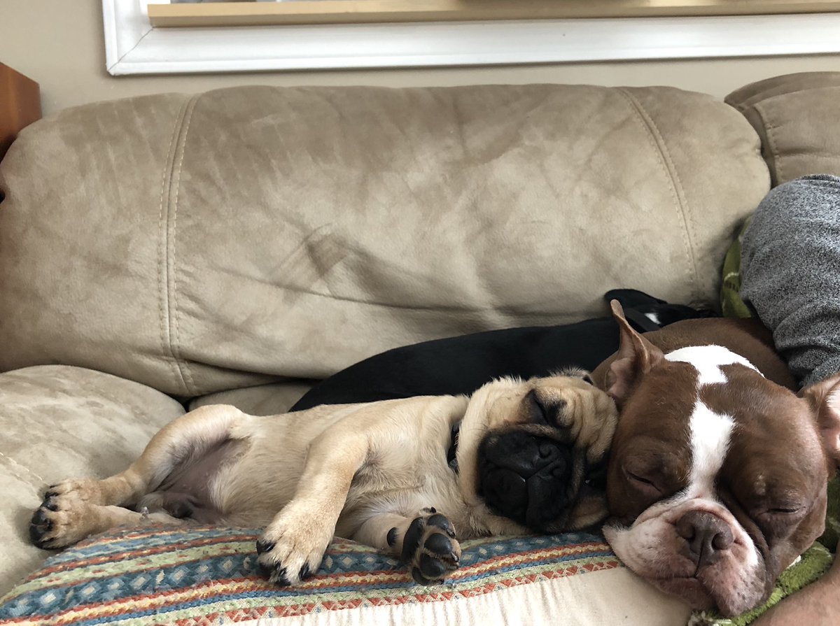 GHOST Toari tweet media